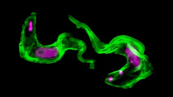 Resuelto el misterio del parásito que llevaba 40 años burlándose de la ciencia
