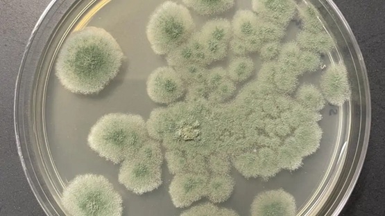 Un hongo ultrarresistente sobrevive a los procesos de limpieza de la NASA y podría ‘colonizar’ Marte antes que los humanos